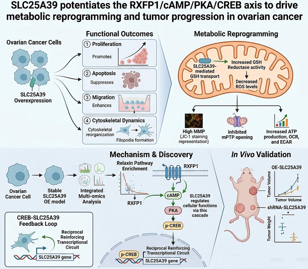SLC25A39 potentiates the RXFP1/cAMP/PKA/CREB axis to drive metabolic reprogramming and tumor progression in ovarian cancer